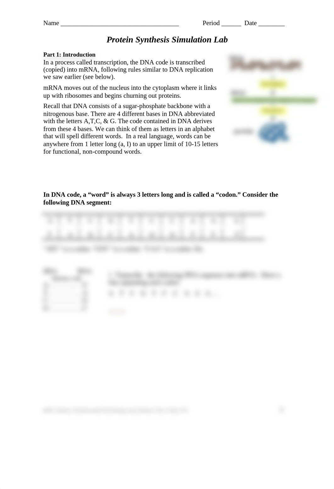 Protein Synthesis Simulation Lab Student W.S..doc_dobnvbj8hkn_page1