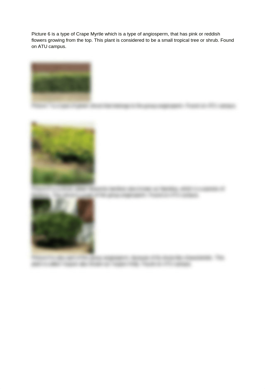 Lab_report_1_(botany)._doboncopr71_page3