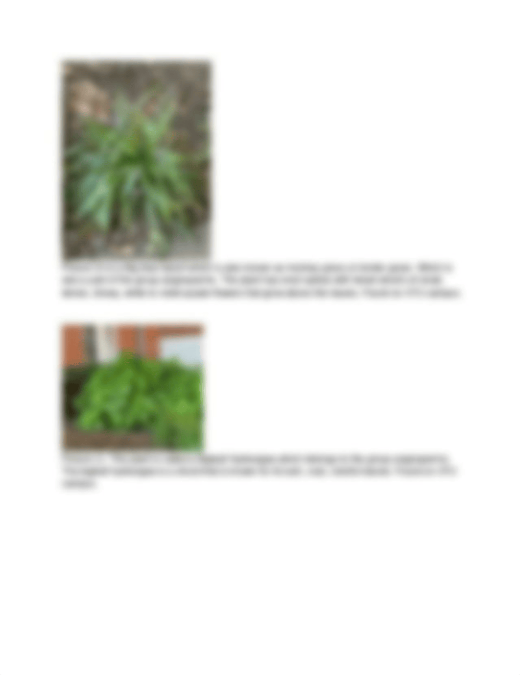 Lab_report_1_(botany)._doboncopr71_page4