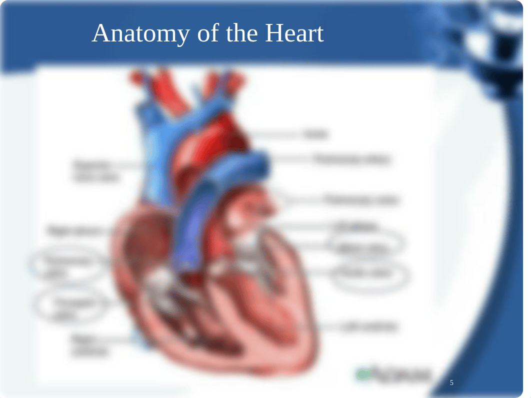 Cardiac Exam_ECM2_Week5_RdSL.ppt_dobovom159e_page5