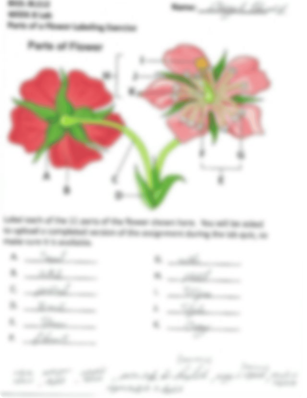 Parts of a Flower exercise sheet.PDF.pdf_dobssgb9y05_page1