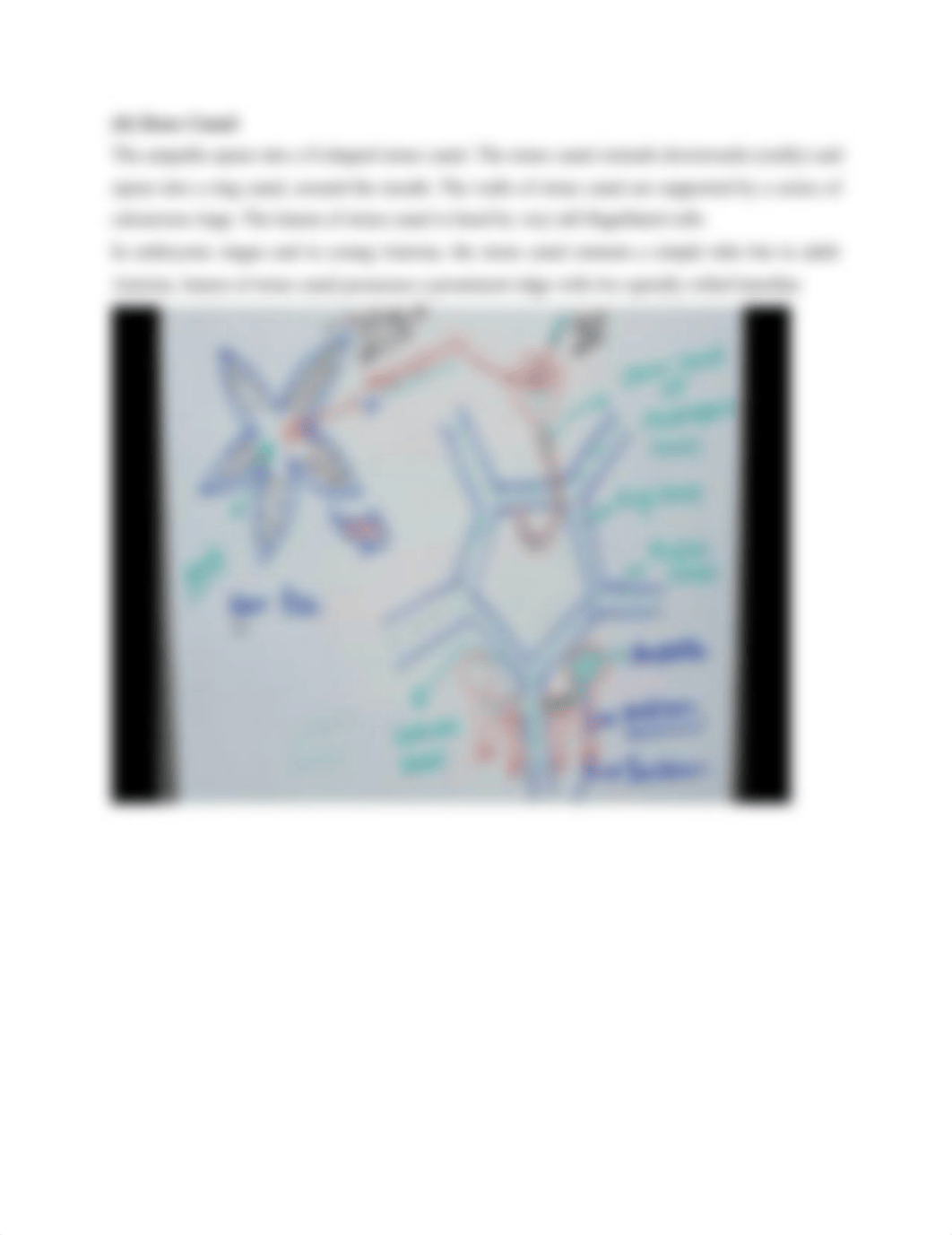 WATER VASCULAR SYSTEM OF Asteroidea.pdf_dobv7g5ybi9_page2