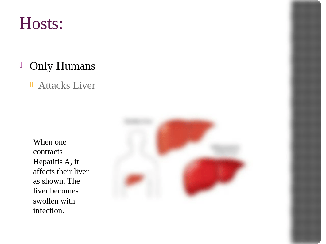 Hepatitis A powerpoint_dobz78gvpmc_page5