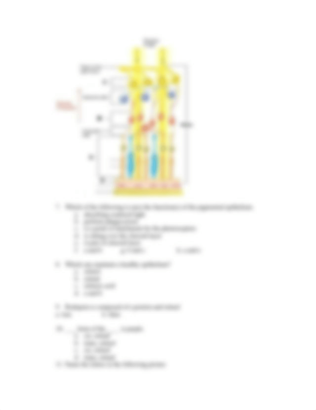 physiology take home exam senses.doc_dod193oow6v_page2