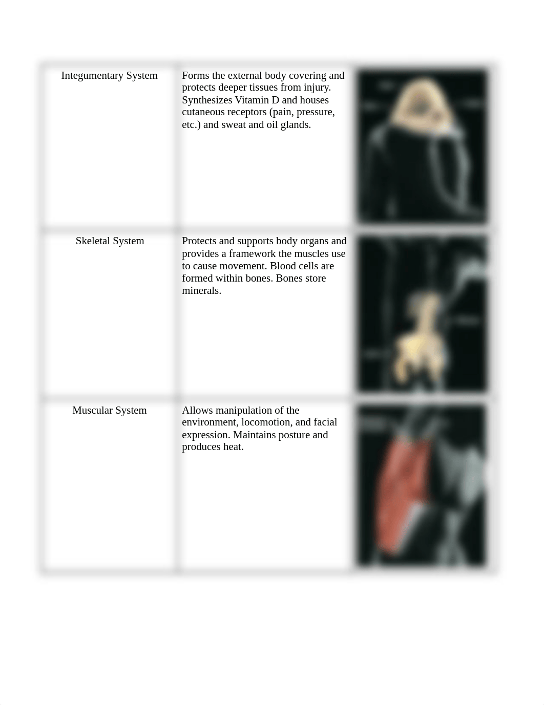 Human Anatomy Exam #1 (CH. 1,2,4-8).docx_dod2r8pwhgl_page3