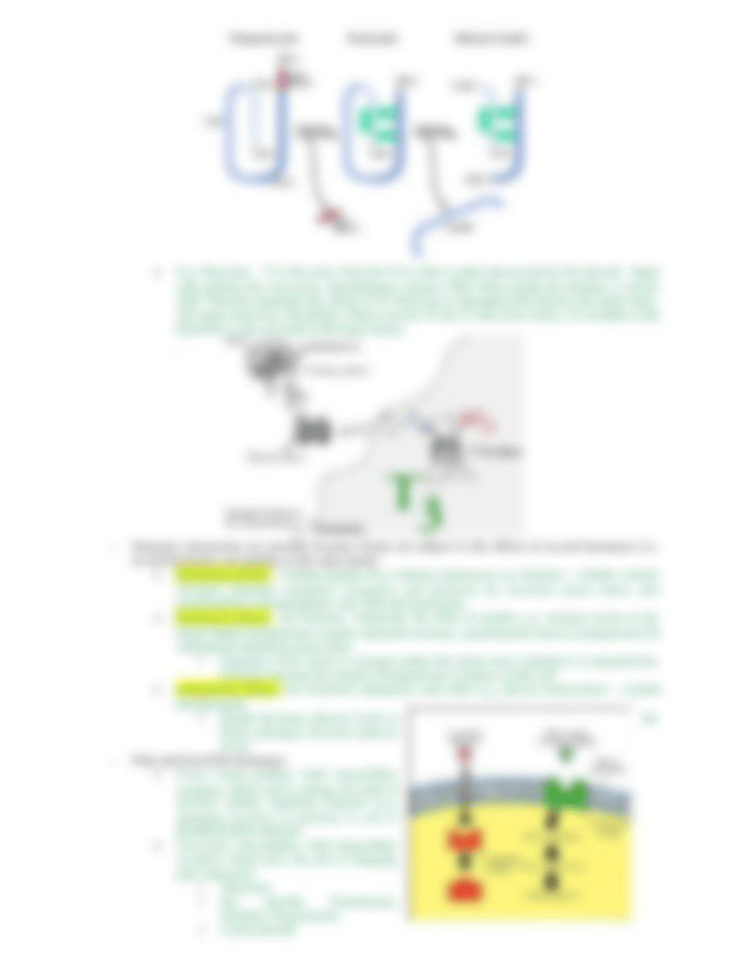 Exam 4 Study Guide.docx_dod5m9iir2e_page2