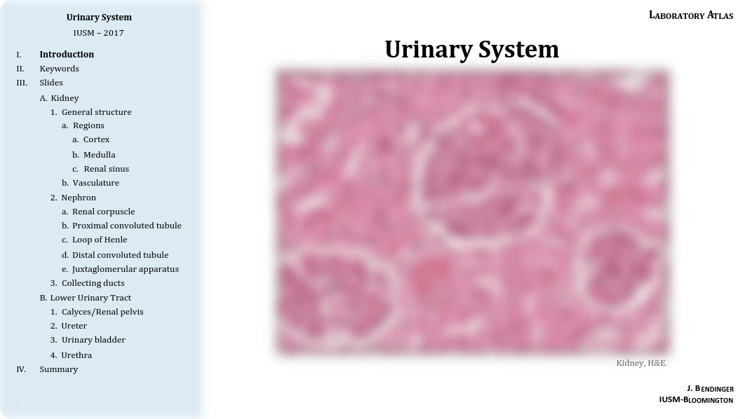 13 - Urinary System.pdf_dod78z4fdgj_page1