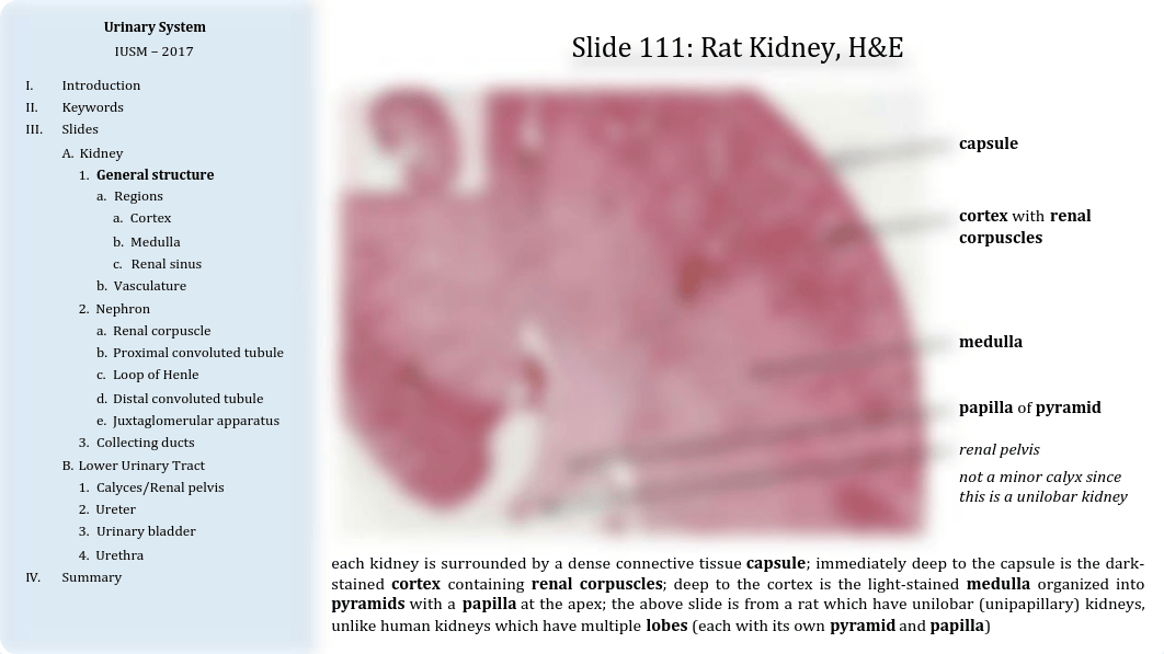 13 - Urinary System.pdf_dod78z4fdgj_page3