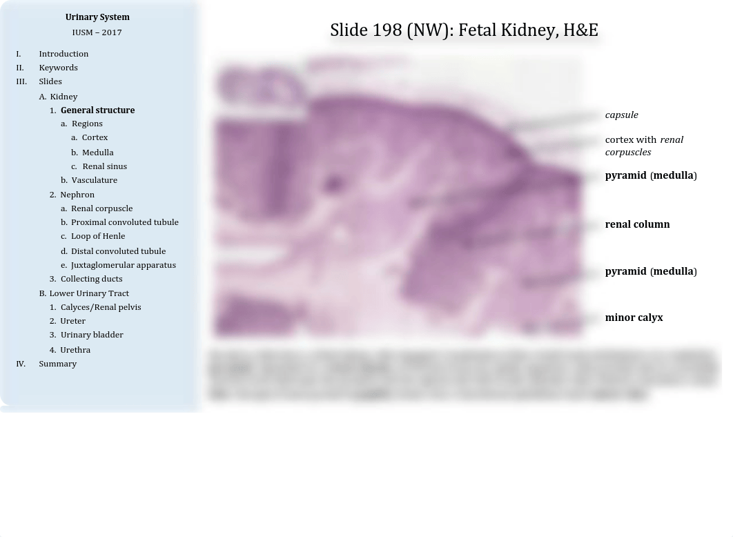 13 - Urinary System.pdf_dod78z4fdgj_page4