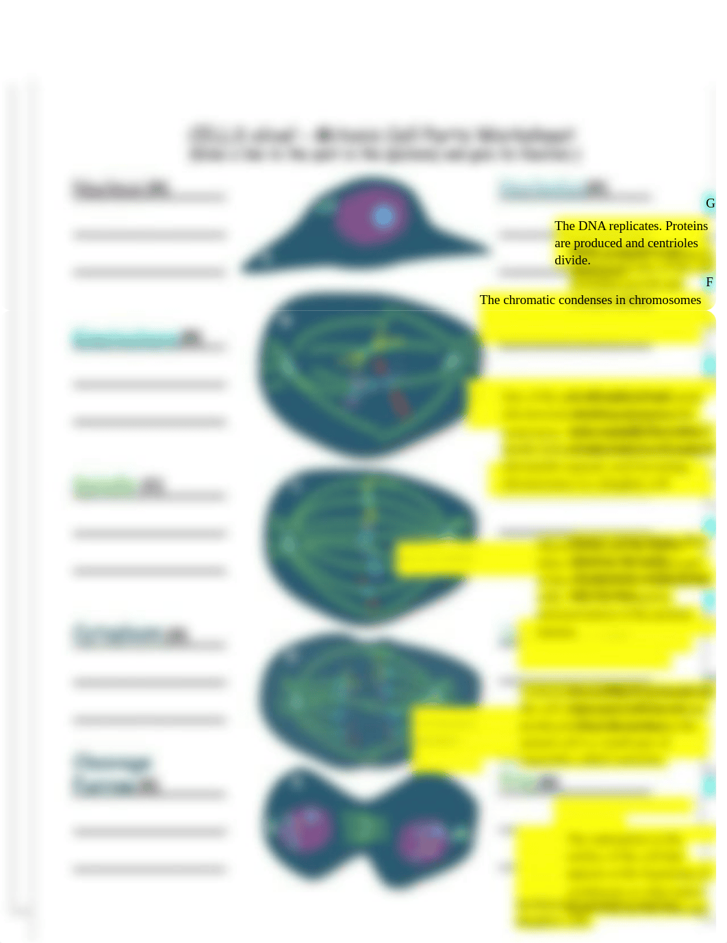 Mitosis Phase Worksheet.docx_dodibtu9lzm_page1