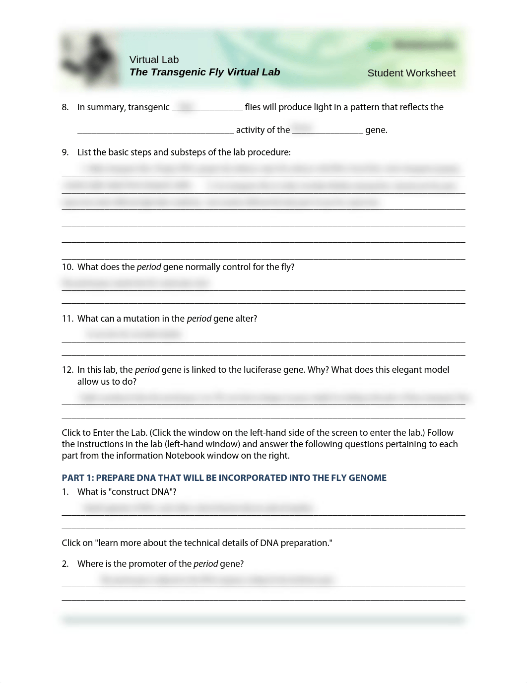 Transgenic-Fly-Lab-Worksheet-Student.pdf_doe3xmp55mq_page2