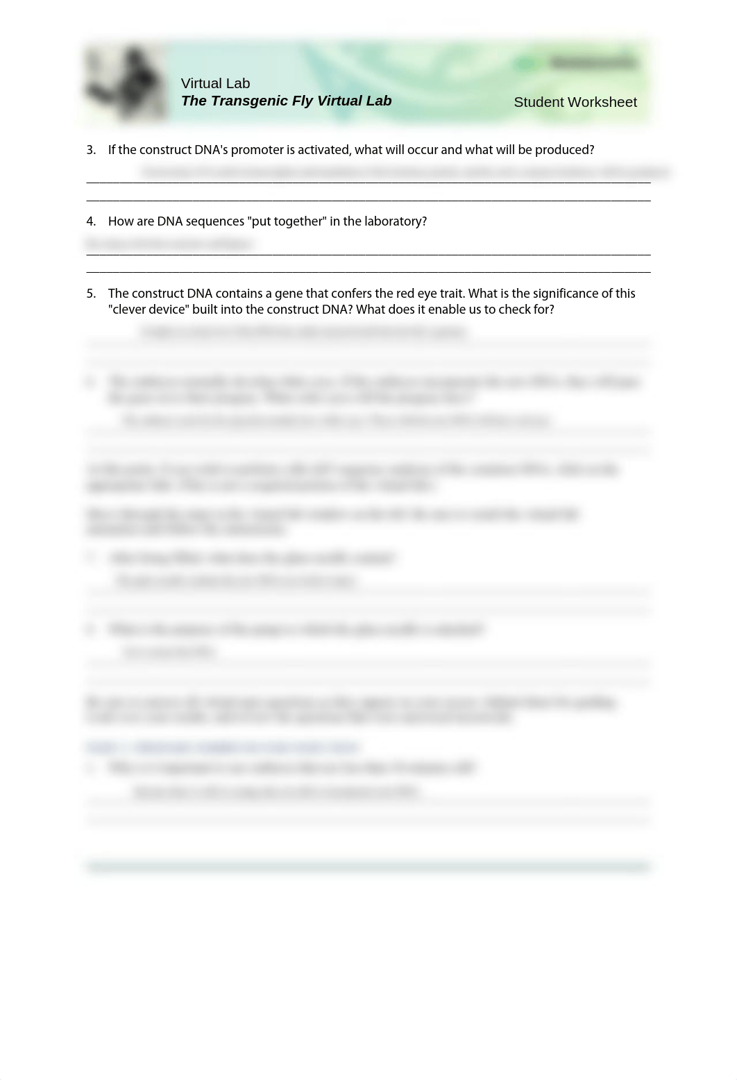 Transgenic-Fly-Lab-Worksheet-Student.pdf_doe3xmp55mq_page3