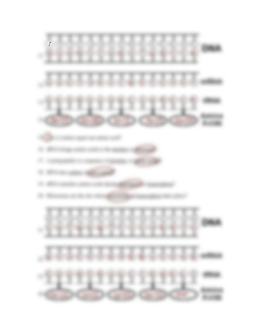 DUBBprotein-synthesis-worksheet.pdf_doe7ufgsvla_page2