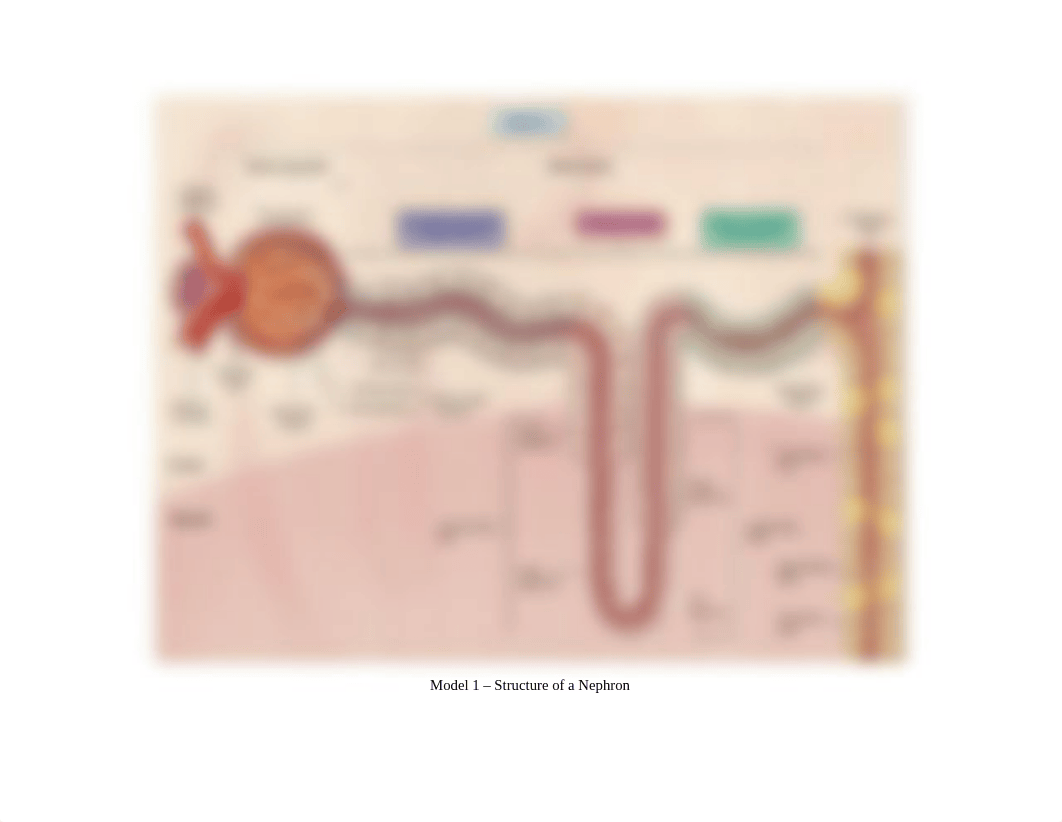 Nephron Activity(1).docx_doepvgjz2qn_page1