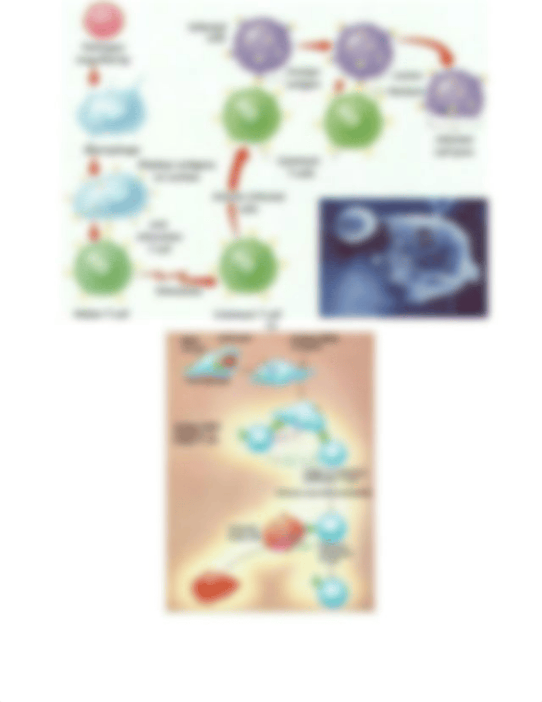 antibody_and_cellular_immunity_worksheet.docx_doerxukj9hv_page2