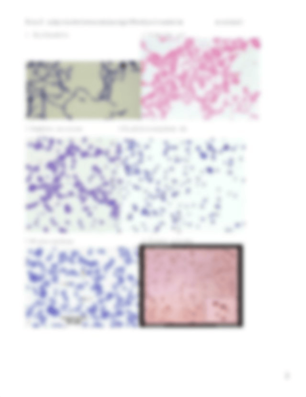 Gram stain.doc_doeuhkamwu7_page2