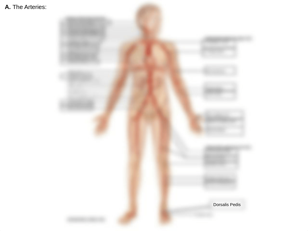 Worksheet_IdentifyBloodVessels_KEY.pdf_dof2ul9v7vp_page1