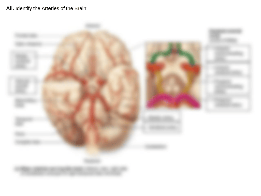 Worksheet_IdentifyBloodVessels_KEY.pdf_dof2ul9v7vp_page4