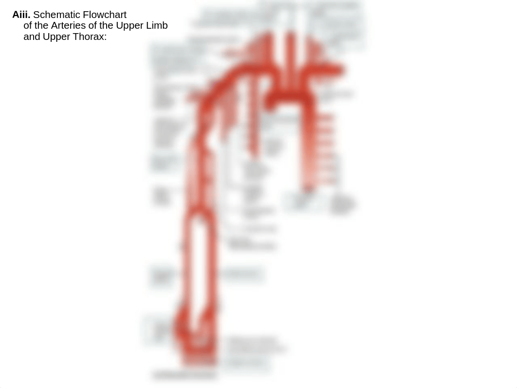 Worksheet_IdentifyBloodVessels_KEY.pdf_dof2ul9v7vp_page5