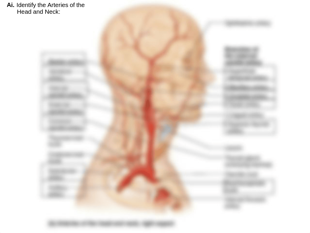 Worksheet_IdentifyBloodVessels_KEY.pdf_dof2ul9v7vp_page3