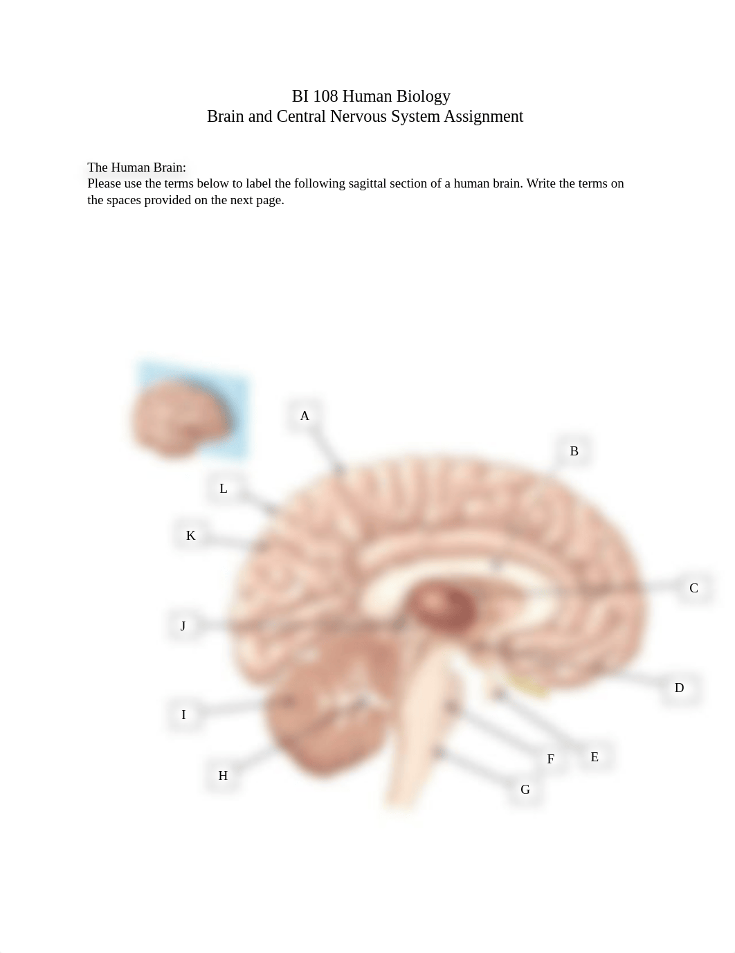 BI 108 Brain and Nervous System(1).docx_dofg8kfw9l5_page1