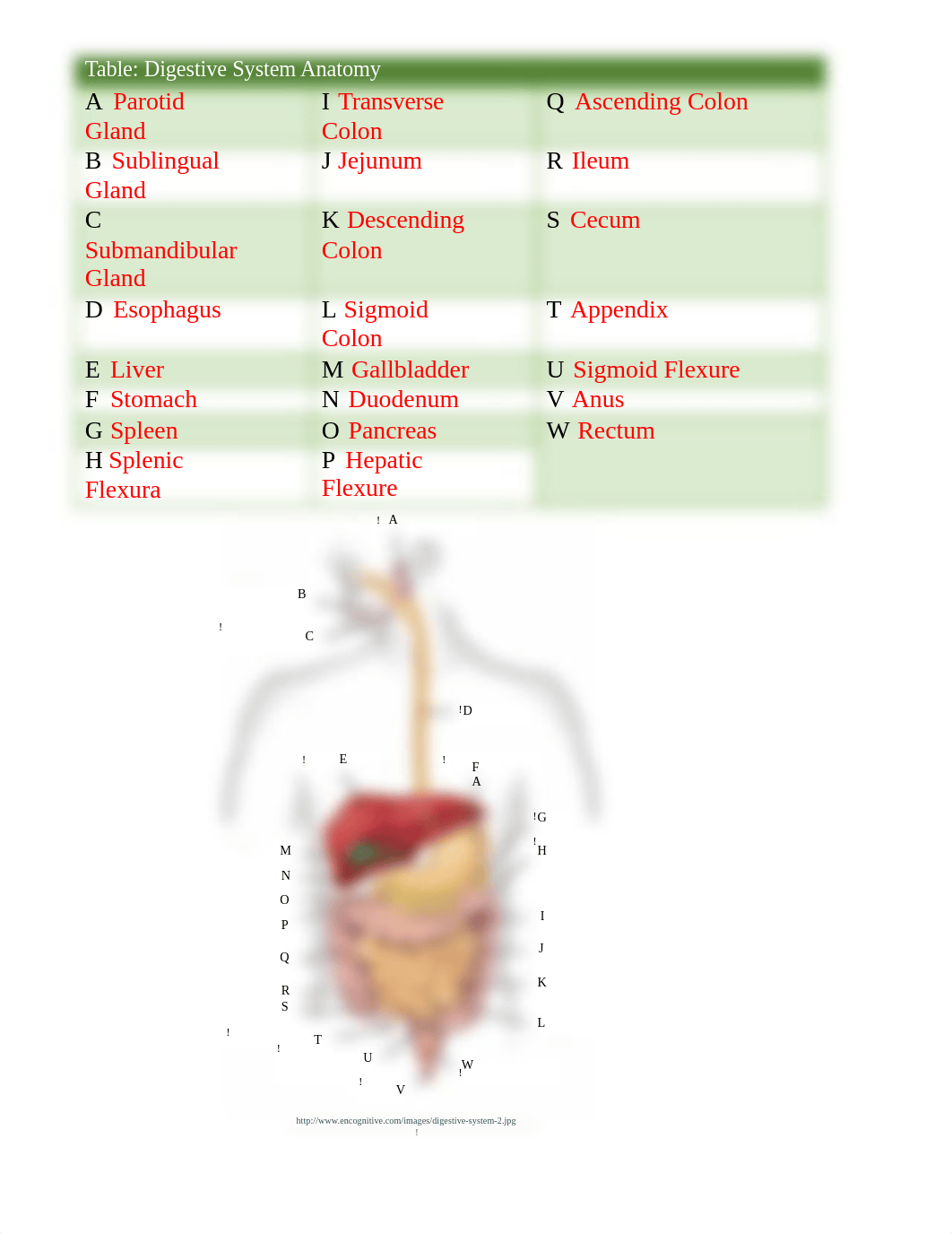 Mechling_Digestivelab.docx_dogbjwgyyip_page2