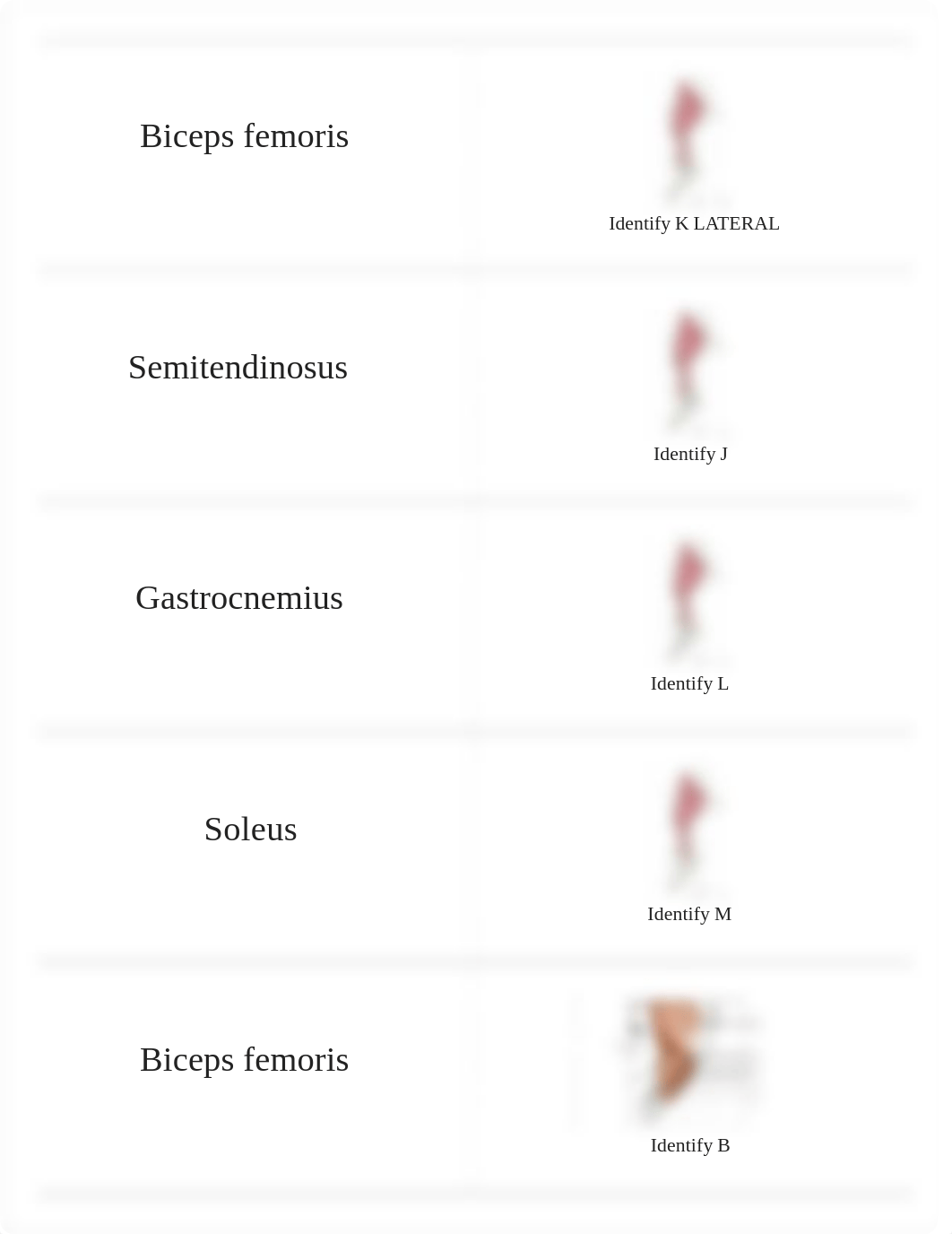 Bio 231 Anatomy Lab Cat Dissection MUSCLES RIC Baum_dogfrh1tjbp_page2