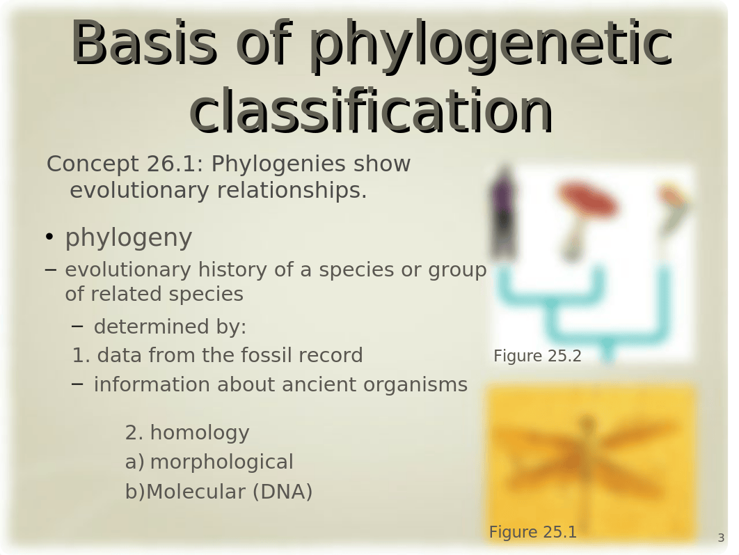 26 Phylogeny_dogjub8oguf_page3