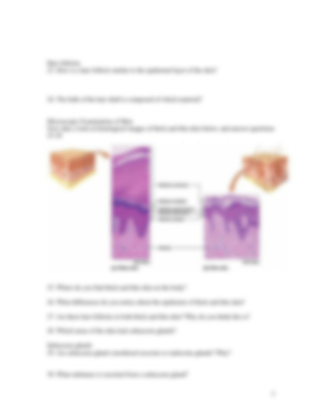 241 LAB 4 Integumentary System.docx_dohfp1wf5yq_page3