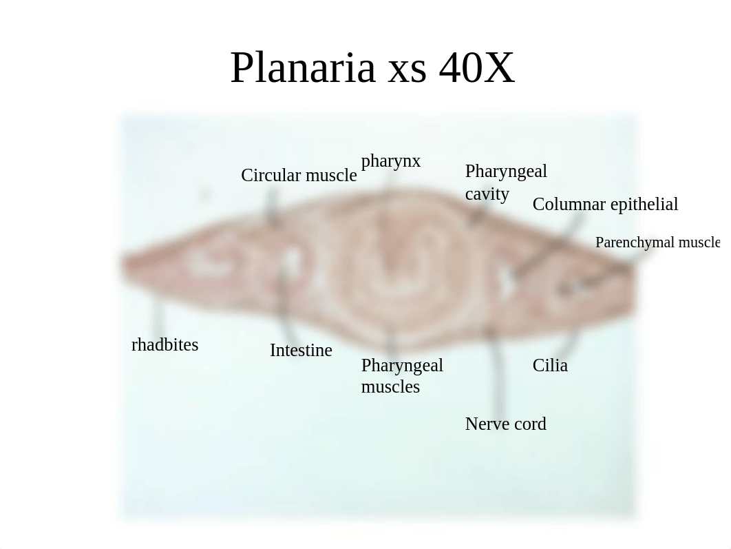 lab Platyhelminthes_doidy6nkuk6_page5