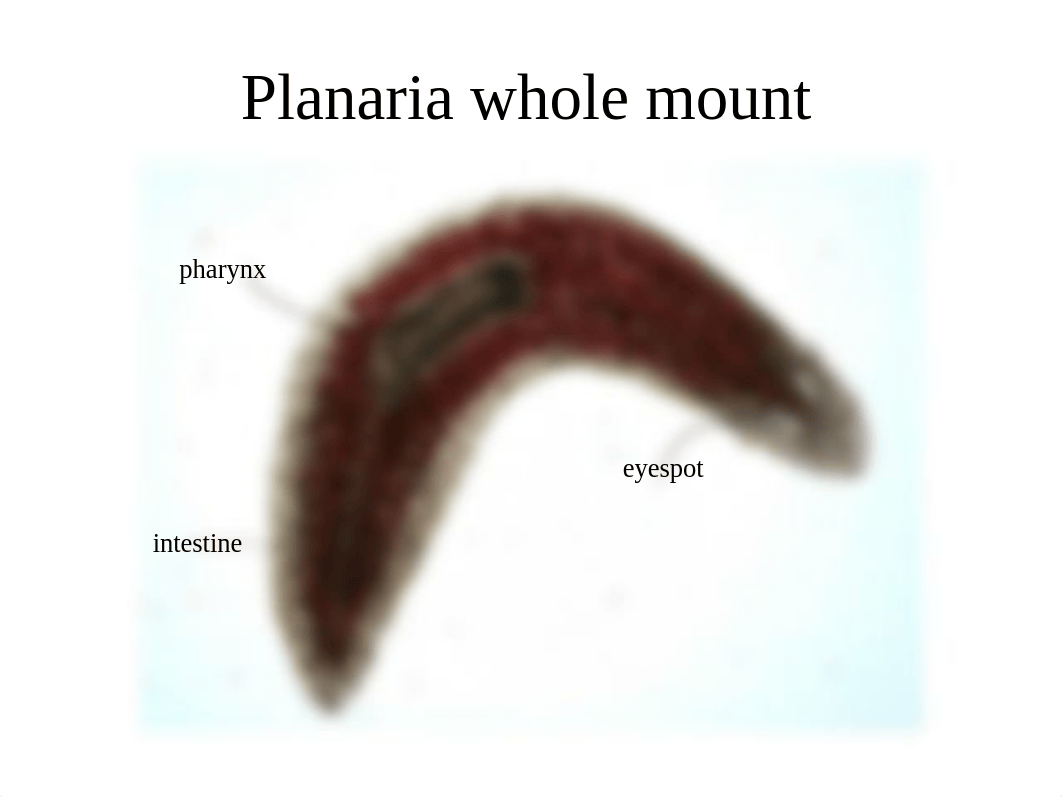 lab Platyhelminthes_doidy6nkuk6_page3