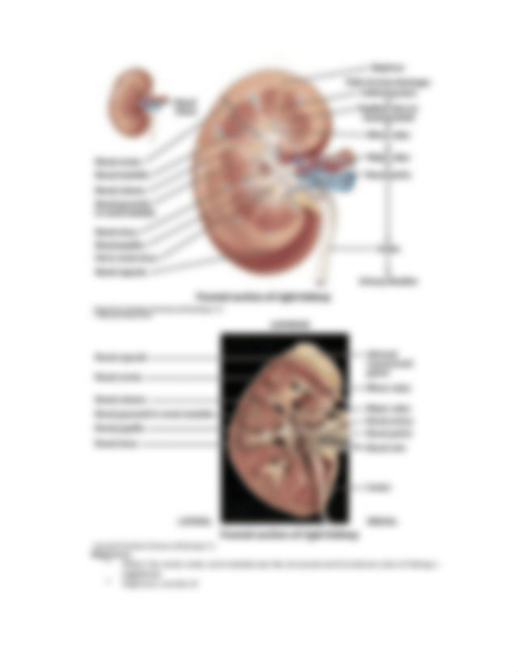 Quiz #5 Study Guide.docx_doiyi3nppd6_page5