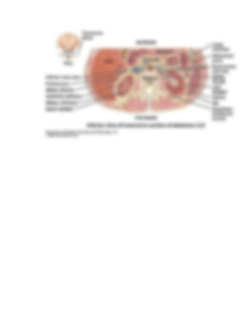 Quiz #5 Study Guide.docx_doiyi3nppd6_page3