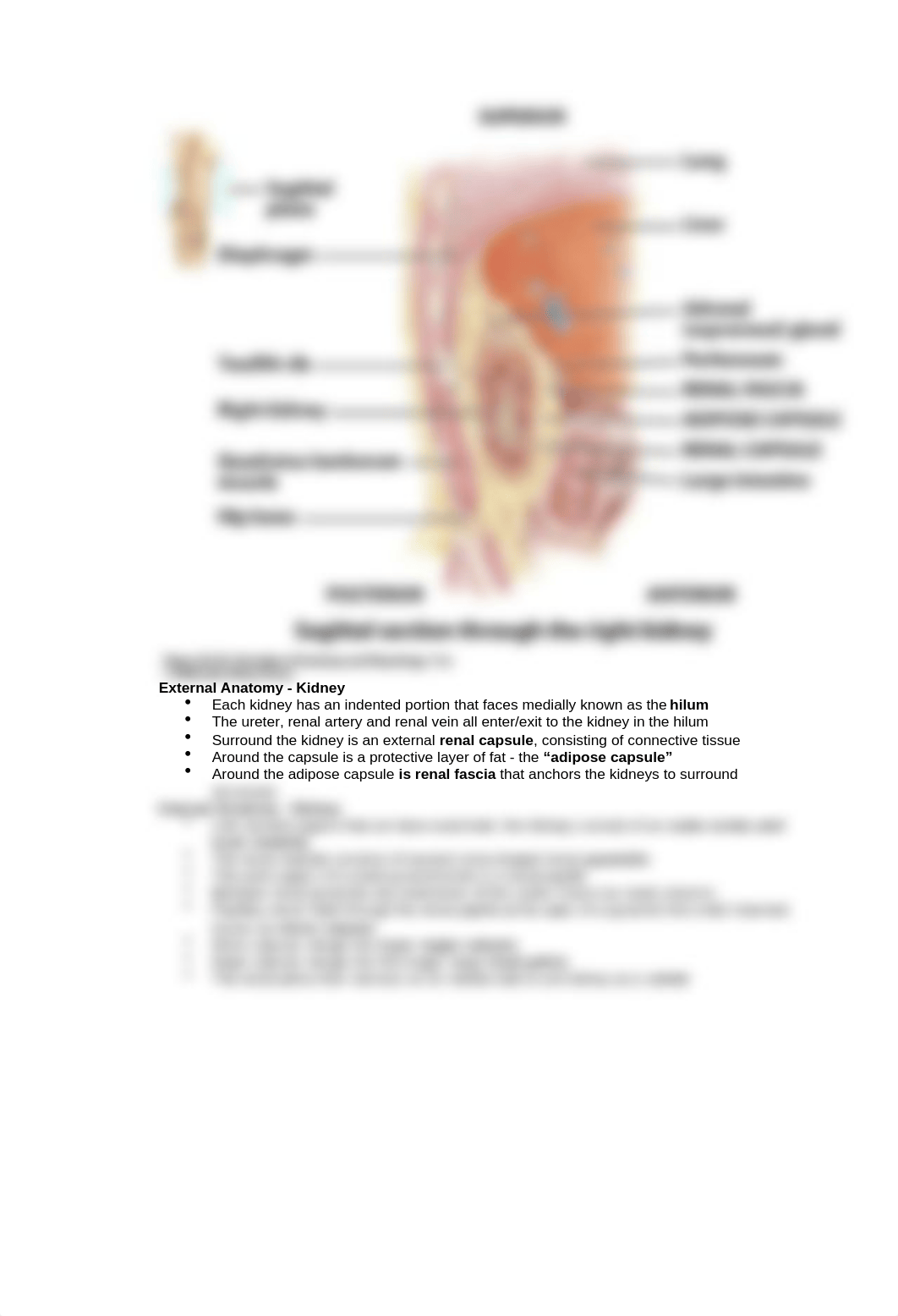 Quiz #5 Study Guide.docx_doiyi3nppd6_page4