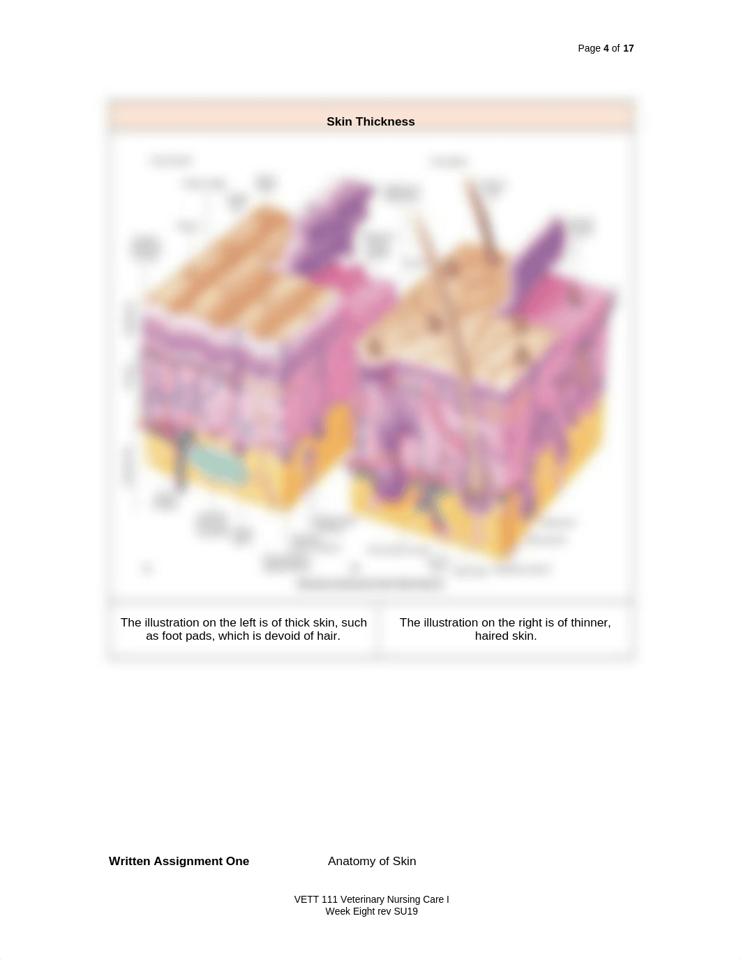 8 VETT 111 Skin Wounds rev1 SU19 Wk EIGHT.docx_doj9eeyv58u_page4