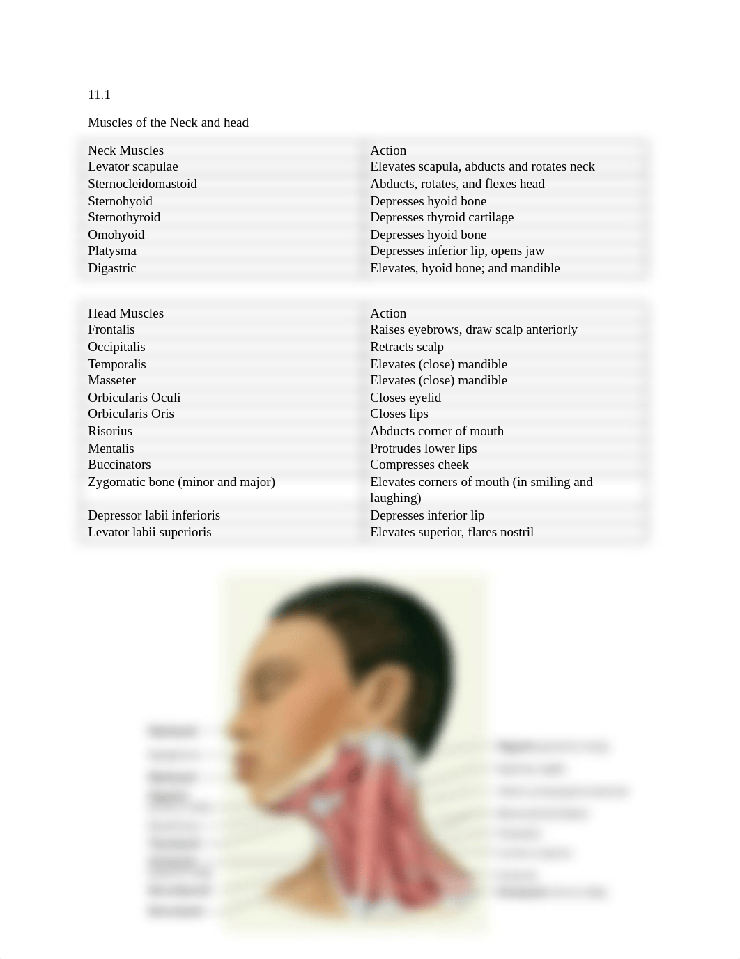 BIO 210 Lab Final Exam Review.docx_dok0k7dai47_page1