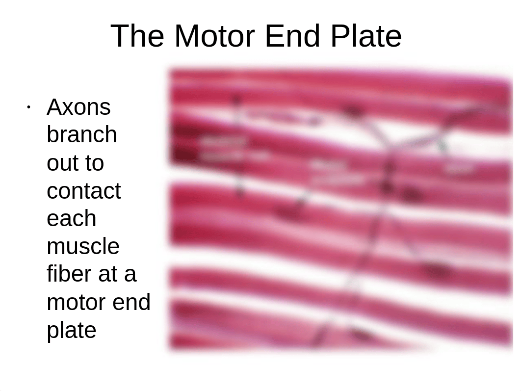 BIO 217 Lab 6 Muscle (1)_dok0smh73z1_page4