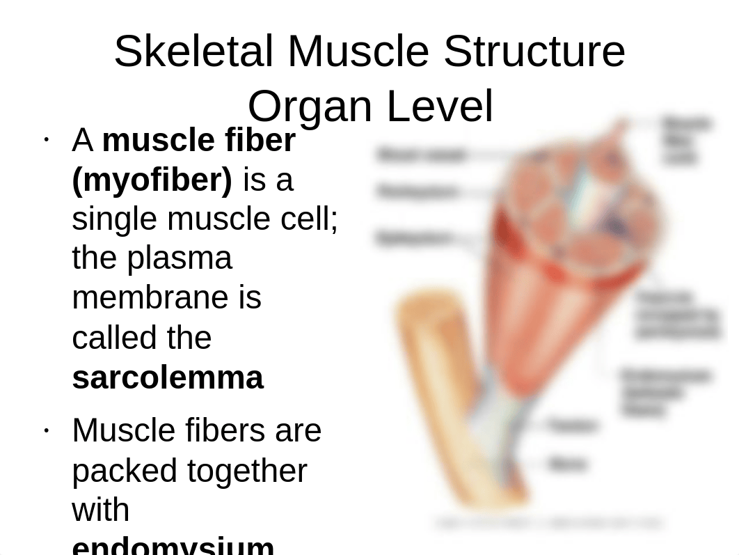 BIO 217 Lab 6 Muscle (1)_dok0smh73z1_page2