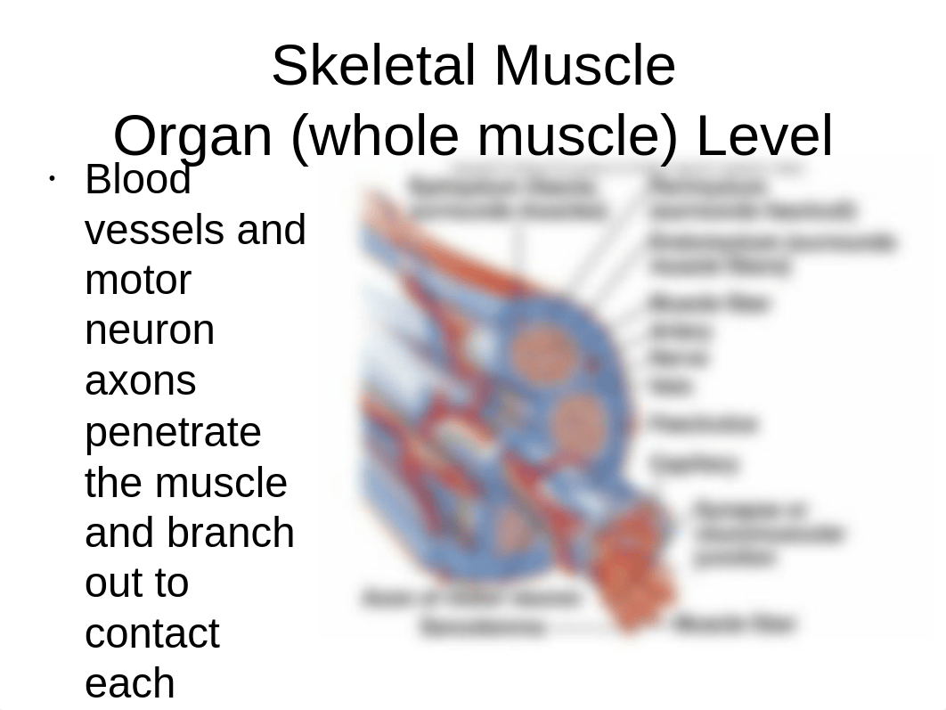 BIO 217 Lab 6 Muscle (1)_dok0smh73z1_page3