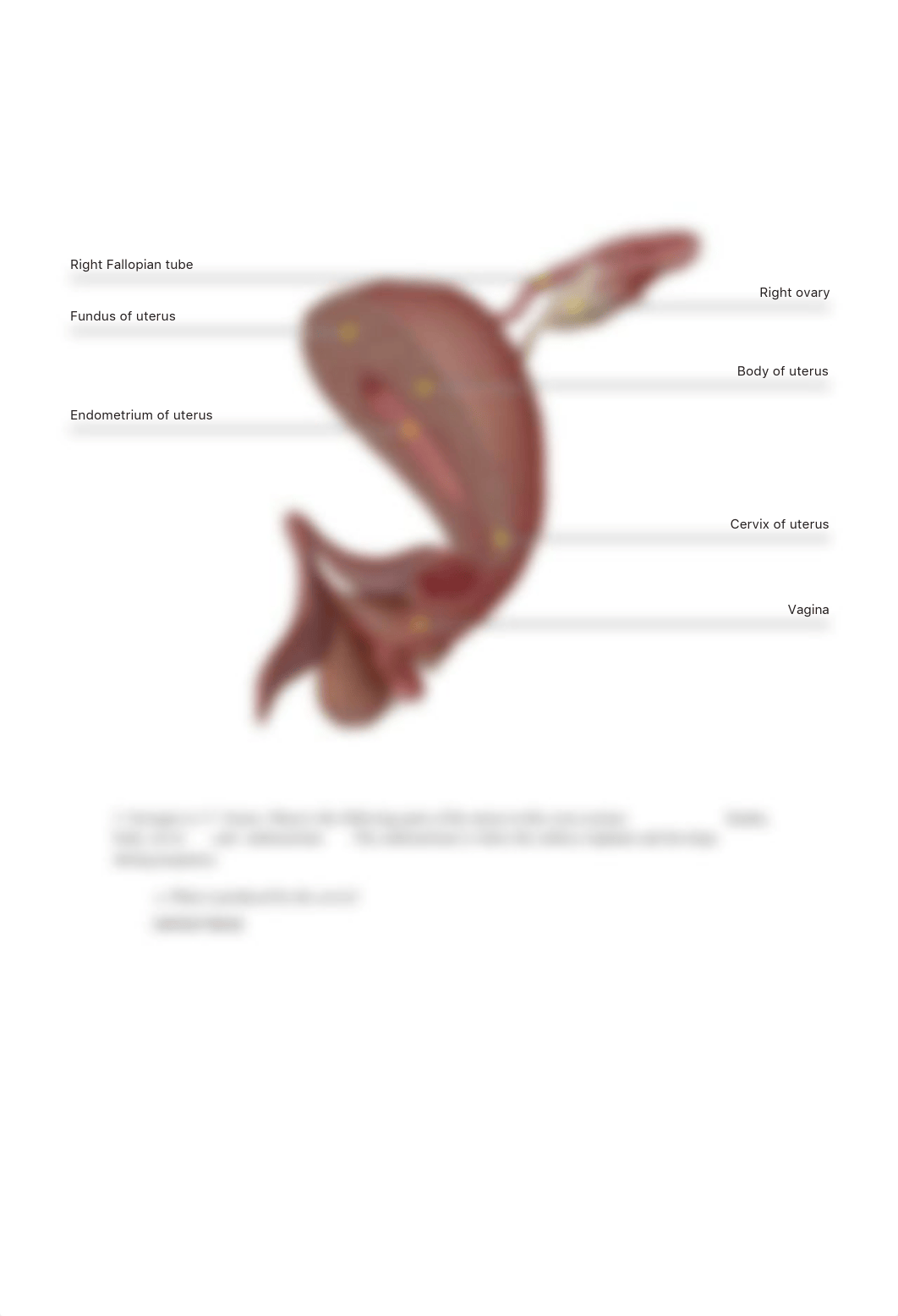 BIOL 1162 VB - the reproductive system female.pdf_dokbqsqztsk_page5