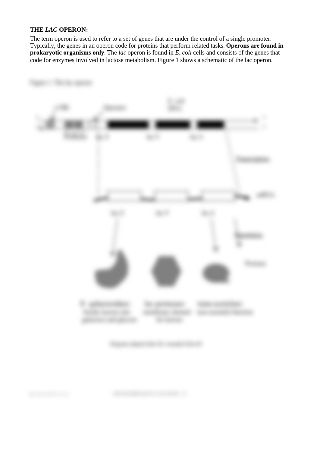 Lab 5_Prokaryotic Gene Regulation (updated 2020).docx_dokmjto0q82_page2