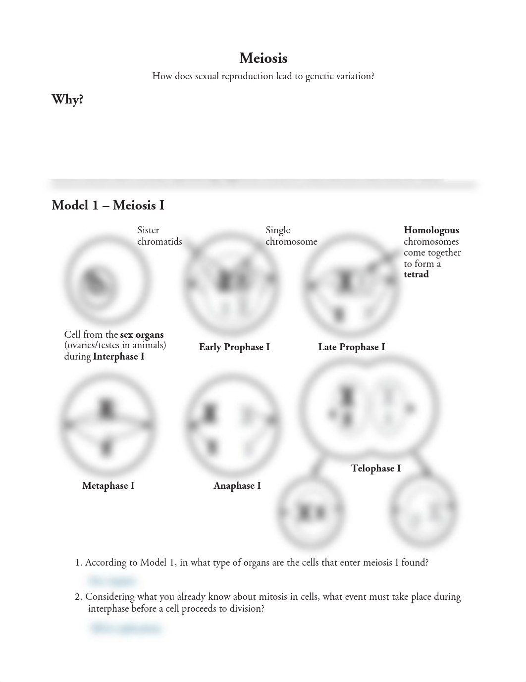 Kami Export - Nikar Samadova - 17 Meiosis-S.pdf_dokw79bg51p_page1