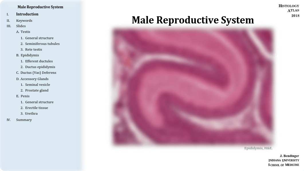 14 - Male Reproductive System.pdf_dol6djhg1sk_page1