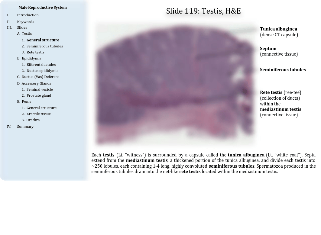 14 - Male Reproductive System.pdf_dol6djhg1sk_page4