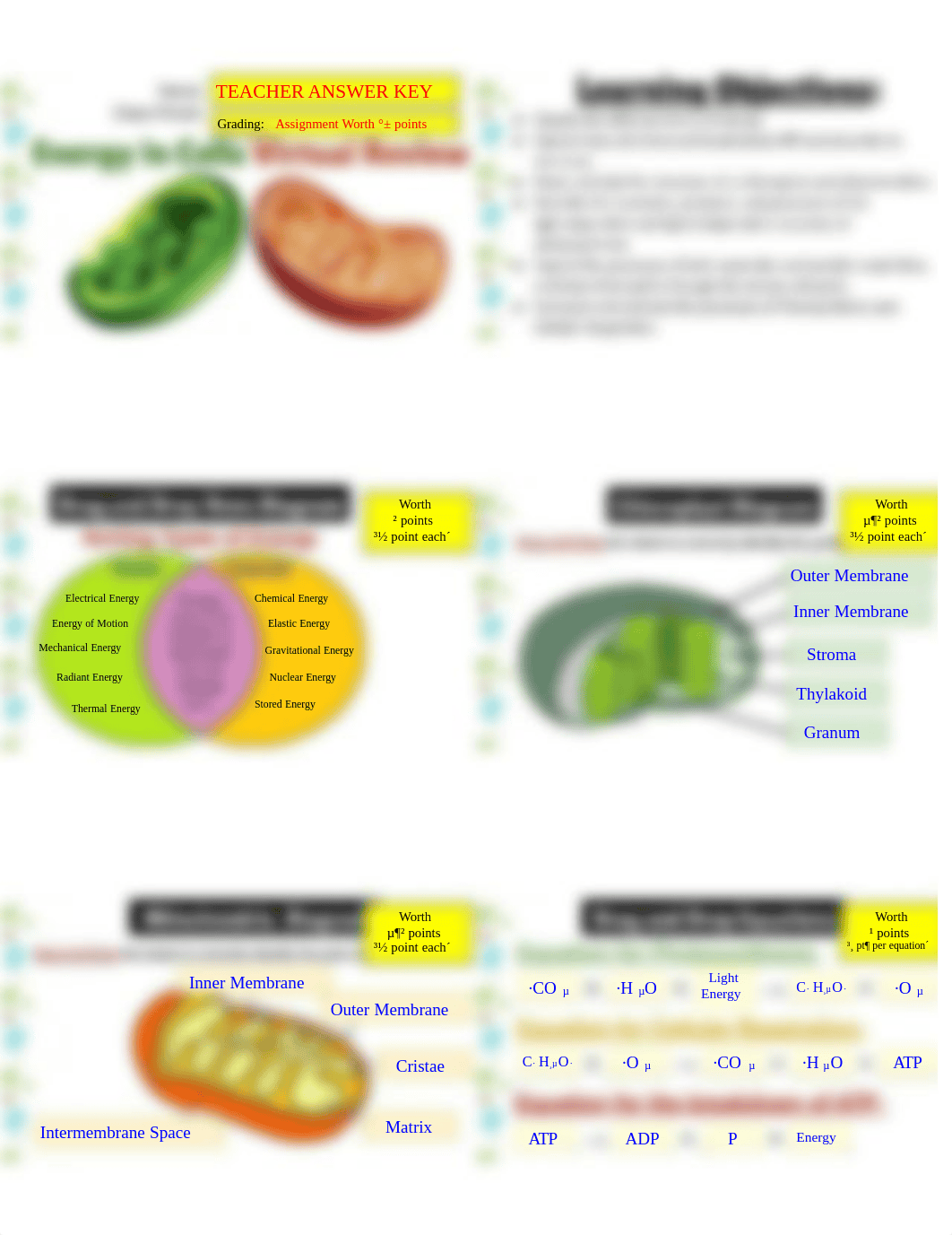 Virtual Energy in Cells Review _ 3 Page Key (1).pdf_dola4nyc9a3_page1