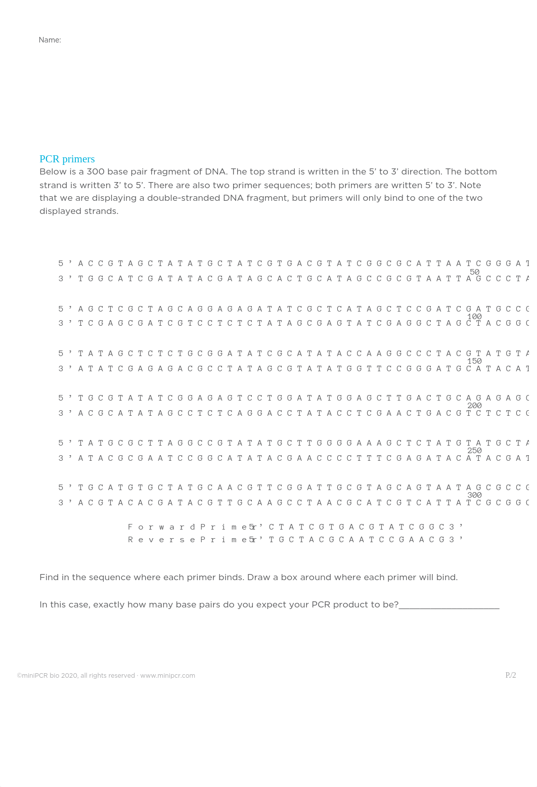 miniPCR-Worksheet-PCR-Basics.pdf_dolr1uw3kbp_page2