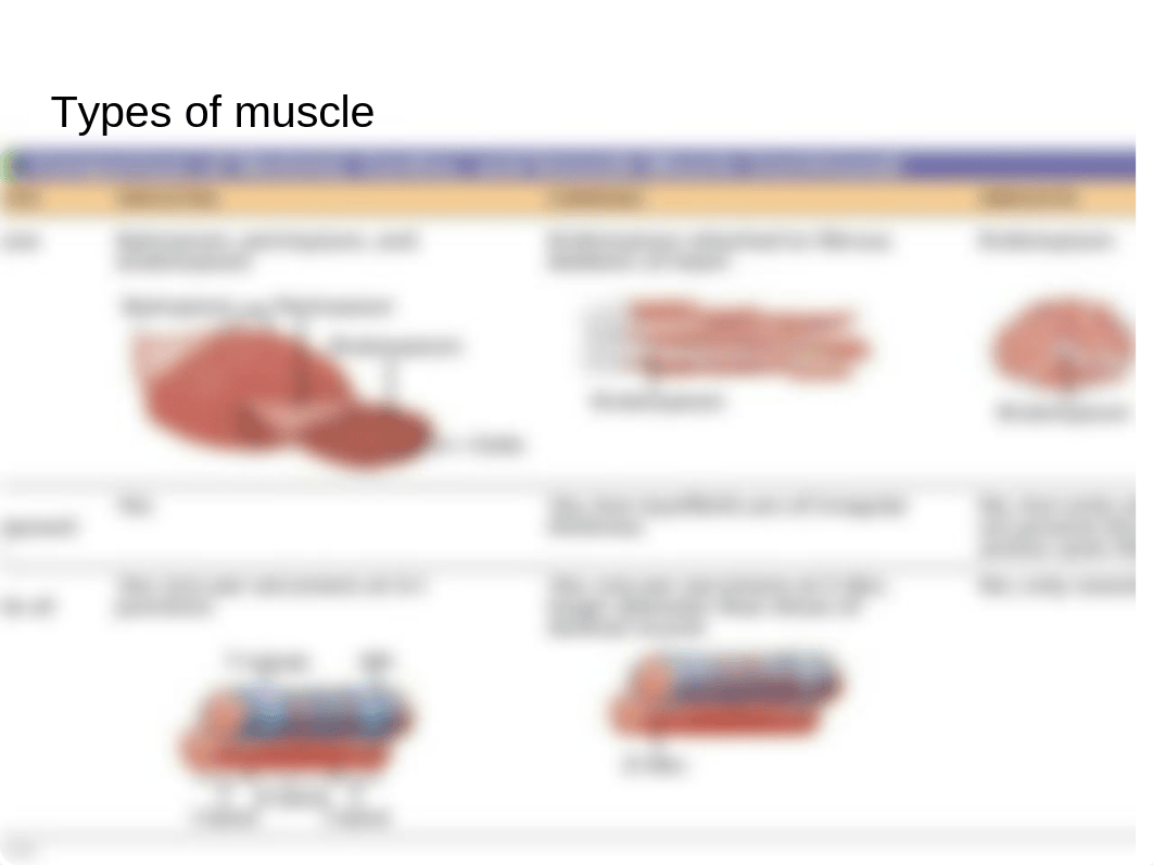 Chapter 9 Muscles and muscle tissue.pptx_dom2l16h7ca_page5