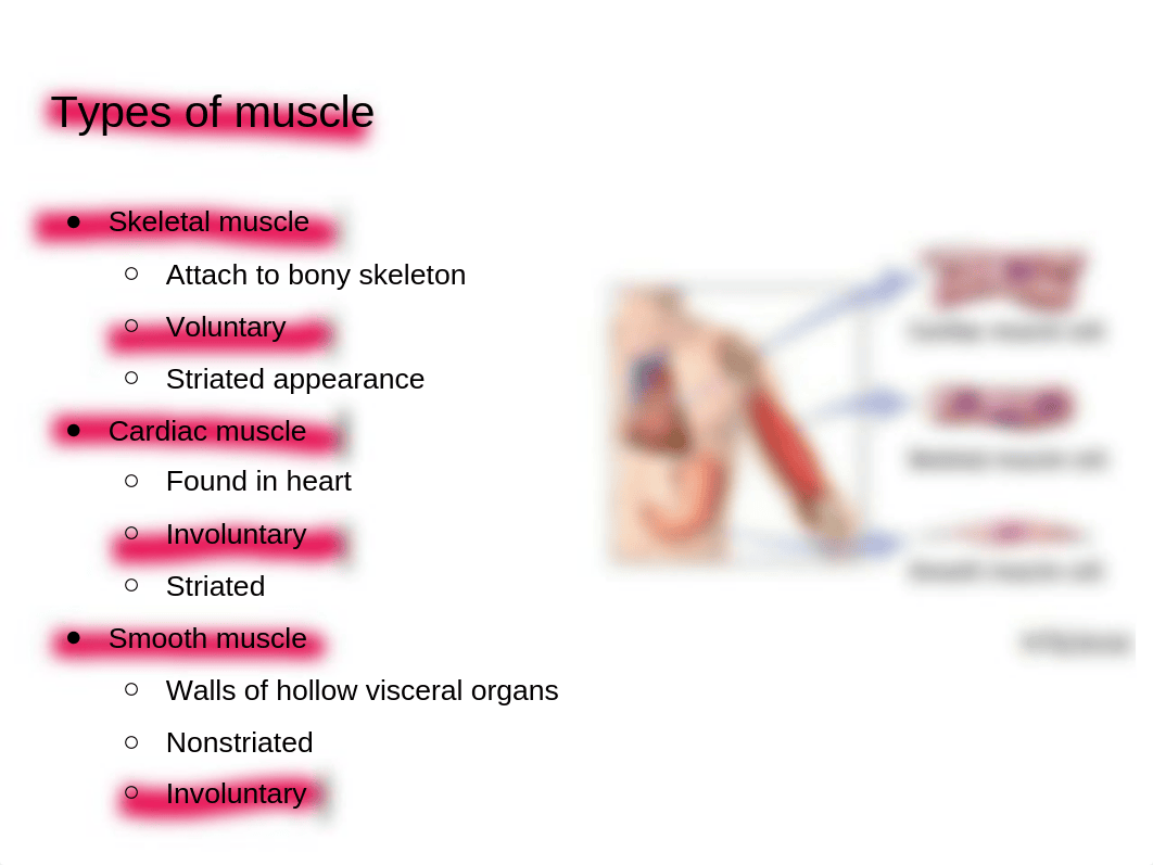 Chapter 9 Muscles and muscle tissue.pptx_dom2l16h7ca_page3