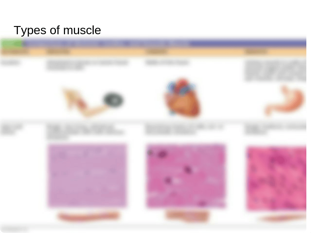 Chapter 9 Muscles and muscle tissue.pptx_dom2l16h7ca_page4