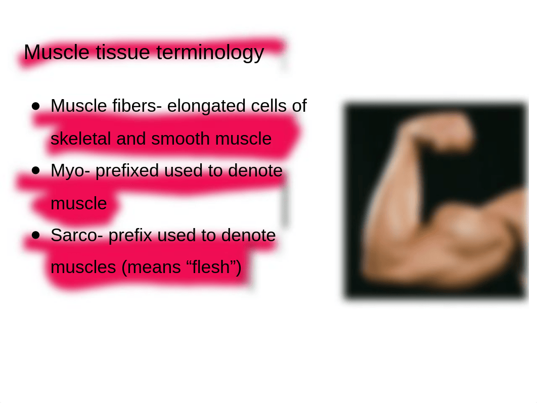 Chapter 9 Muscles and muscle tissue.pptx_dom2l16h7ca_page2